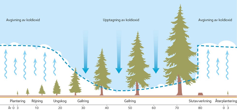 AVT-fig09-SE.jpg